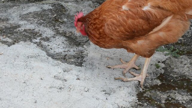 Sick Hen Spits On The Ground