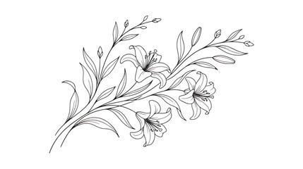 Elegant lily flower line art vector, minimalist botanical branch with blooming lilies and buds, hand drawn floral sketch for wedding invitations © Dream Time Studio