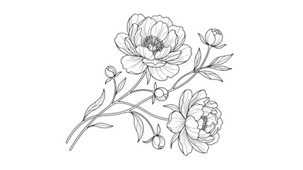 Fototapeta premium Vintage peony flower line art illustration, elegant botanical sketch with blooming peonies and buds, hand drawn floral vector for wedding invitations