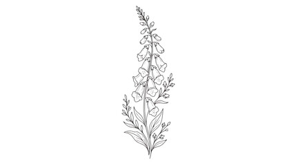 Vintage foxglove botanical illustration, hand drawn digitalis flower line art vector, elegant floral sketch for wedding invitations and branding © Dream Time Studio