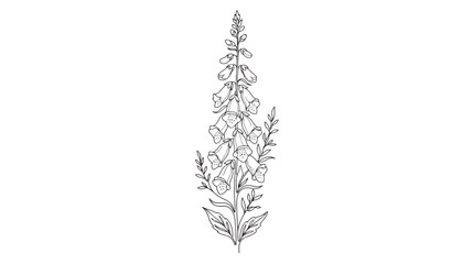 Vintage foxglove botanical illustration, hand drawn digitalis flower vector, elegant black and white floral line art for wedding invitations © Dream Time Studio