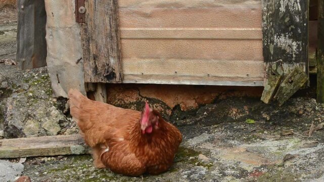 Hen Bobbing Her Head Is Unable To Stand