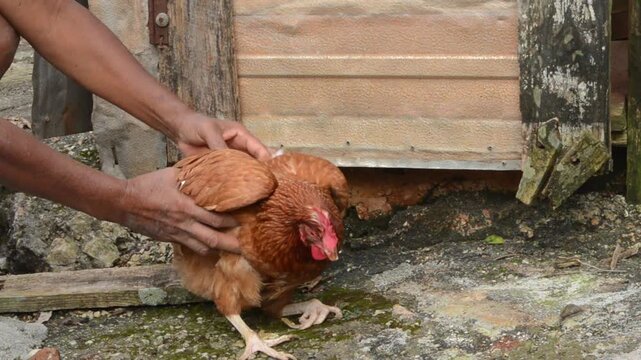 Balancing A Sick Fowl With Difficulty Standing