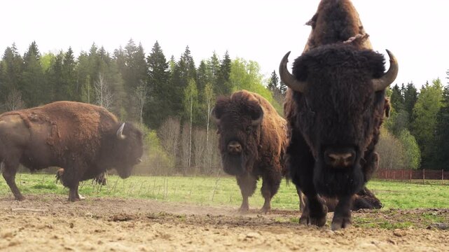Epic hybrid zubrbizon front view walking wildlife animal portrait. 
Cinematic low angle panorama of big wild bison buffalo bulls, 
furry mammal herd grazing on field near taiga forest.
