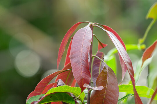 Close-up of young reddish-brown mango leaves on a tree. A beautiful close-up shot showcasing the vibrant reddish-brown color of young, tender mango leaves growing on a tree branch. 