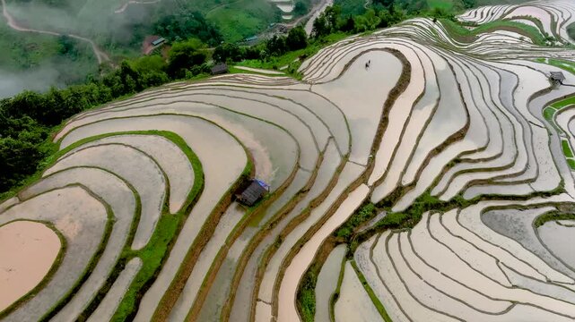 Hmong farmers prepare their fields and plant rice on terraced fields in Mu Cang Chai, Yen Bai. Photo taken in Tuyen Quang on June 20, 2026 