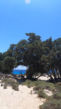 Vertical video of a walk among the juniper cedar trees trees at Kedrodasos Beach in Crete.