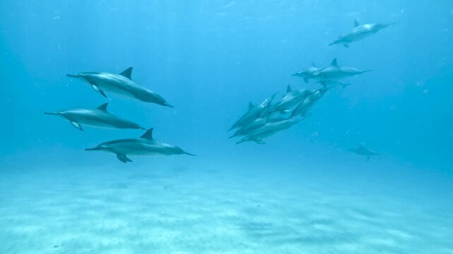 Slow motion video of a pod of spinner dolphins swimming through crystal clear blue water off the west coast of Oahu, Hawaii, United States.