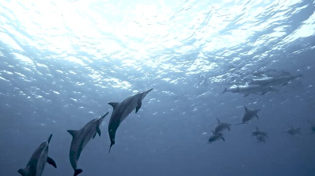 Slow motion video of a pod of spinner dolphins swimming through crystal clear blue water off the west coast of Oahu, Hawaii, United States.
