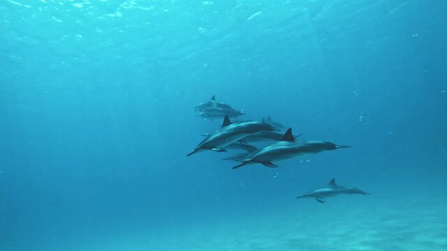 Slow motion video of a pod of spinner dolphins swimming through crystal clear blue water off the west coast of Oahu, Hawaii, United States.