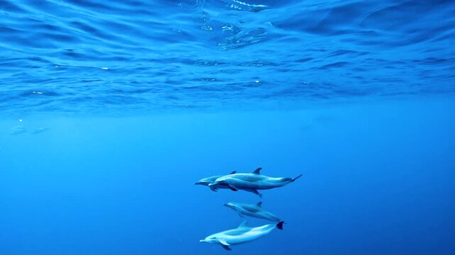 Slow motion video of a pod of pantropical spotted dolphins swimming through deep blue ocean water off the west coast of Oahu, Hawaii, United States.