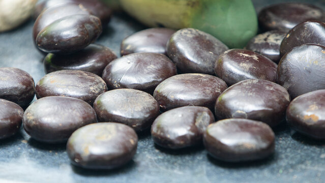 Close-up of glossy brown Entada gigas seeds on a dark surface.  A macro shot showcasing a cluster of smooth, glossy, dark brown Entada gigas seeds (commonly known as sea hearts, African dream herbs