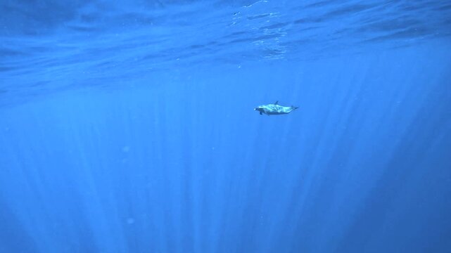 Slow motion video of a pod of pantropical spotted dolphins swimming through deep blue ocean water off the west coast of Oahu, Hawaii, United States.