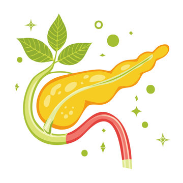Flat design illustration of pancreas with green leaves