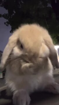 Fluffy lop rabbit grooming its face while sitting outdoors during the night in this detailed close up motion video clip showing soft fur texture and long ears moving naturally as the cute animal clean