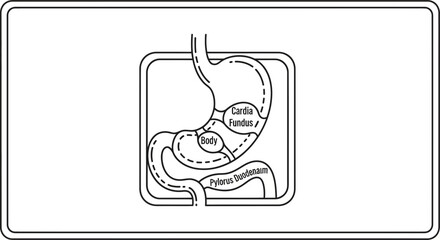 Fototapeta premium Diagram of the Human Stomach Anatomy: Cardia, Fundus, Body, and Pylorus