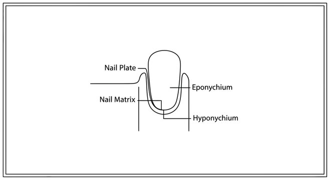 Diagram of Human Nail Anatomy: Nail Plate, Matrix, Eponychium, and Hyponychium