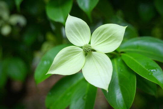 Beautiful white flower of Evergreen Dogwood Gekko close up