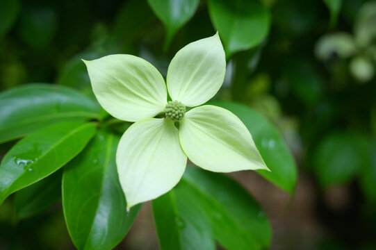 Beautiful white flower of Evergreen Dogwood Gekko close up