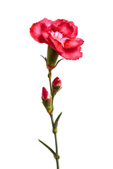 Obraz premium Abstract background with a beautiful flower on a neutral background. Greeting card for text. Bouquet, nature, eco, naturalness. For designers, advertising, IT.