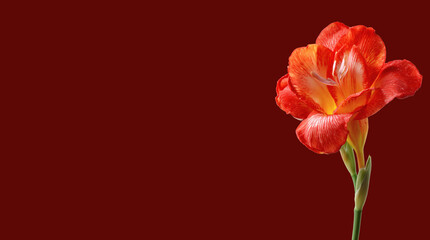 Obraz premium Abstract background with a beautiful flower on a neutral background. Greeting card for text. Bouquet, nature, eco, naturalness. For designers, advertising, IT.