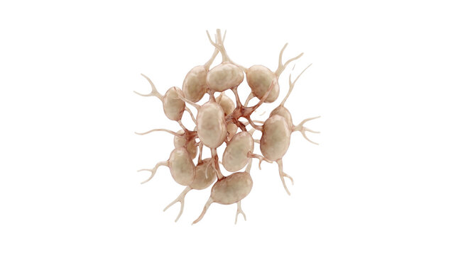 Microscopic view of Giardia lamblia protozoa parasites causing intestinal infection.