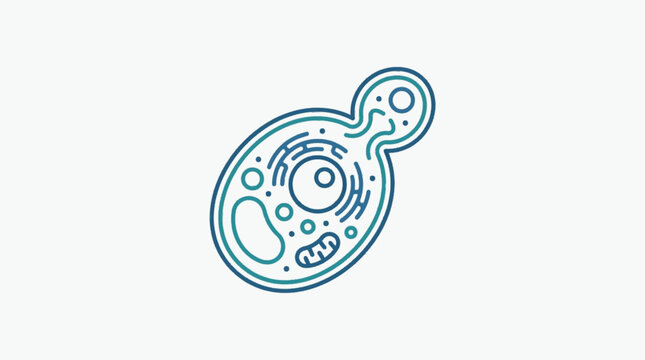 Microscopic view of a budding yeast cell with internal organelles.