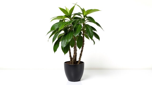 Pachira aquatica Money Tree in Matte Black Pot
