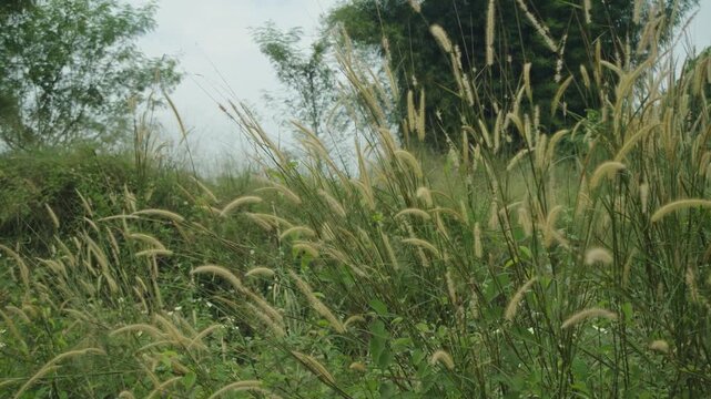 Flowering cogon grass sways in the wind
