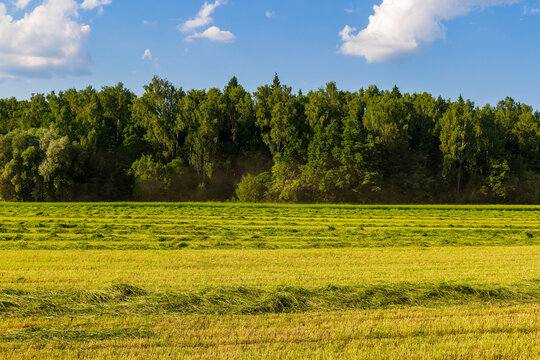 Freshly mown grass swaths lie in rows on a vibrant agricultural field during a sunny June day, preparing hay for livestock feed against a lush forest backdrop