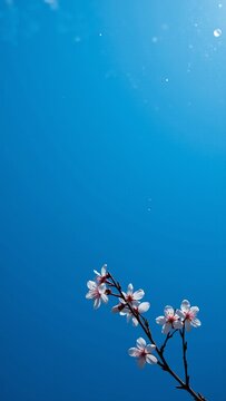 Blooming Alycha Cherry Branch Behind Wet Glass on Blue