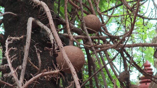 the fruit of the sal tree