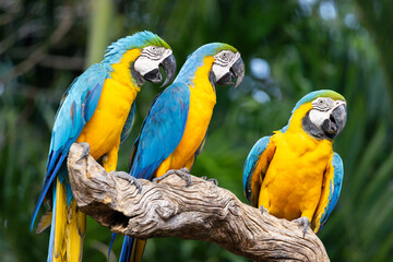 Naklejka premium Vibrant blue-and-yellow macaws sit together on a weathered tree limb