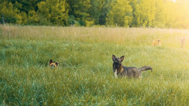 German Shepherd Dogs Playing and Barking in Tall Green Grass Field at Golden Hour | Happy Pets Running Free Outdoors | Slow Motion Nature Animal Scene