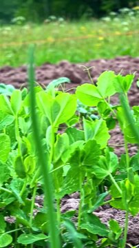 Young green pea plants growing in neat rows in a cultivated outdoor garden bed