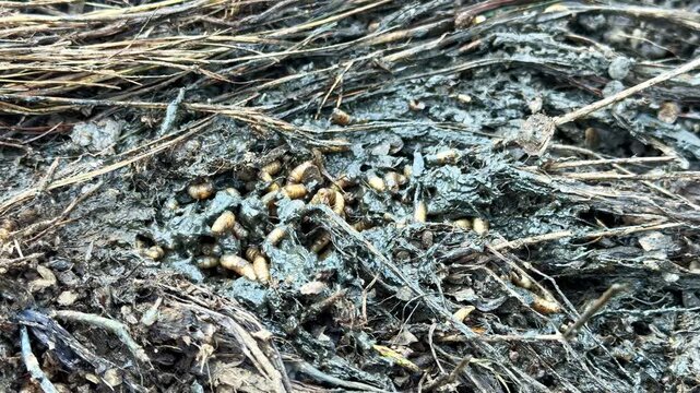 Insect larvae moving through damp decaying organic material, wriggling and squirming