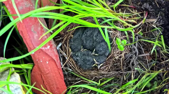 Newly hatched baby birds resting together in nest hidden among garden plants, top down overview
