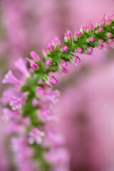Obraz premium Close up of Russian Statice Pink Pokers Flowers