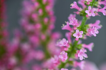 Obraz premium Close up of Russian Statice Pink Pokers Flowers