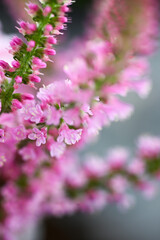 Obraz premium Close up of Russian Statice Pink Pokers Flowers