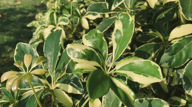 Close up of Schefflera arboricola leaves with natural green background, detailed tropical foliage texture, botanical nature photography.