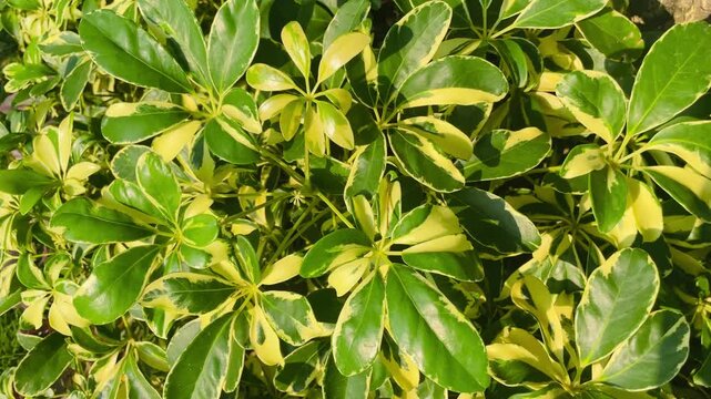 Schefflera arboricola or Wali Songo plant with natural green background, tropical ornamental foliage, lush botanical photography in outdoor garden setting.