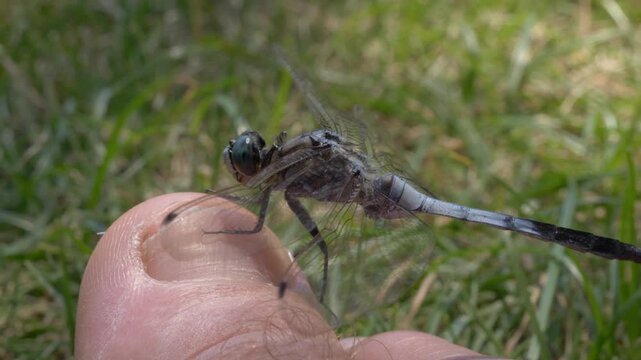 Male Black-tailed Skimmer On The Person's Toe. - closeup shot