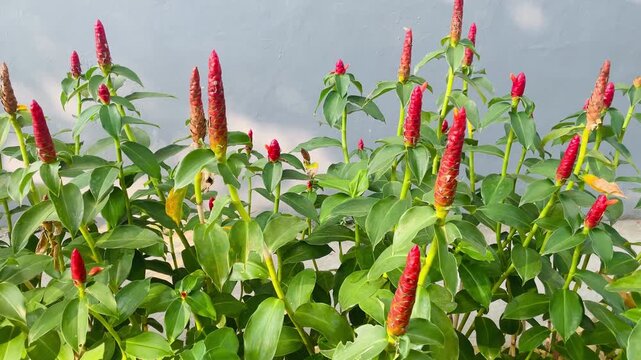 Costus spicatus plant growing in a garden, lush tropical spiral stems with vibrant green foliage, botanical outdoor photography in natural environment.