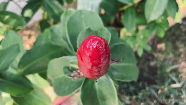 Costus spicatus tropical plant with distinctive spiral growth and lush green leaves in a garden setting, detailed botanical photography under natural daylight.