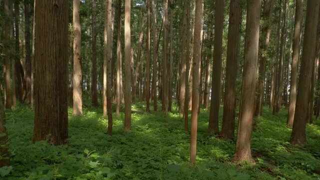 Dense Japanese Cypress (Hinoki) Forest Near Lake Aoki In Nagano, Japan. Wide Shot