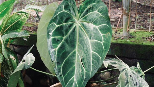 Bunga Kuping Gajah atau Anthurium crystallinum belongs to the flowering anthurium in the aroid family Araceae. This plant is native to margin rainforest in Central and South America.