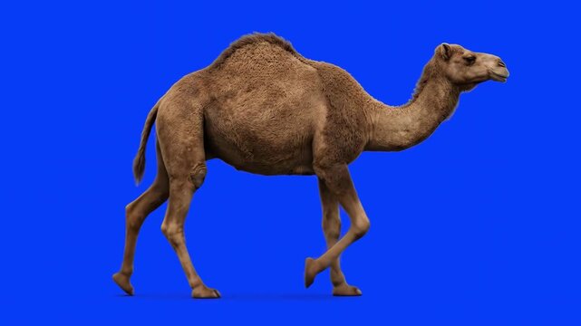 A realistic 3D animated single-humped dromedary camel walking continuously in profile view against a solid blue screen backdrop. This high-fidelity animal asset is perfectly calibrated for effortless 