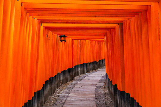 Fushimi Inari torii tunnel pathway, Kyoto, Japan