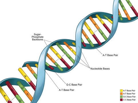 Dna double helix with base pairs and sugar-phosphate backbone isolated on white background